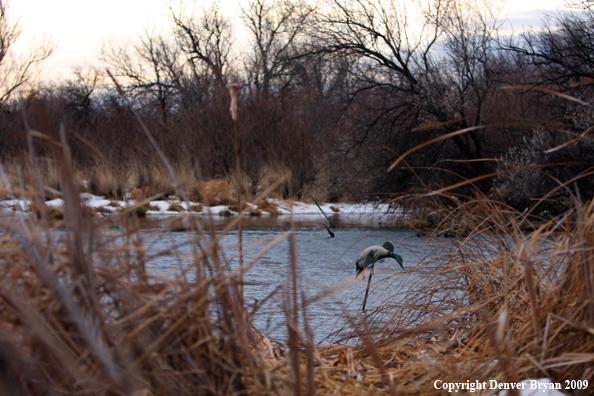 Duck Decoy