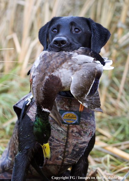 Black Labrador Retriever with bagged duck in mouth