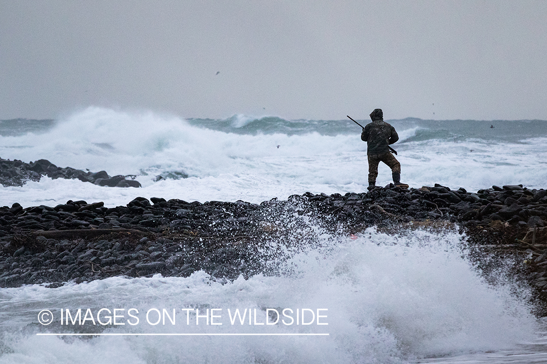 King Eider and Long-tailed duck hunting in Alaska, hunter looking for ducks.