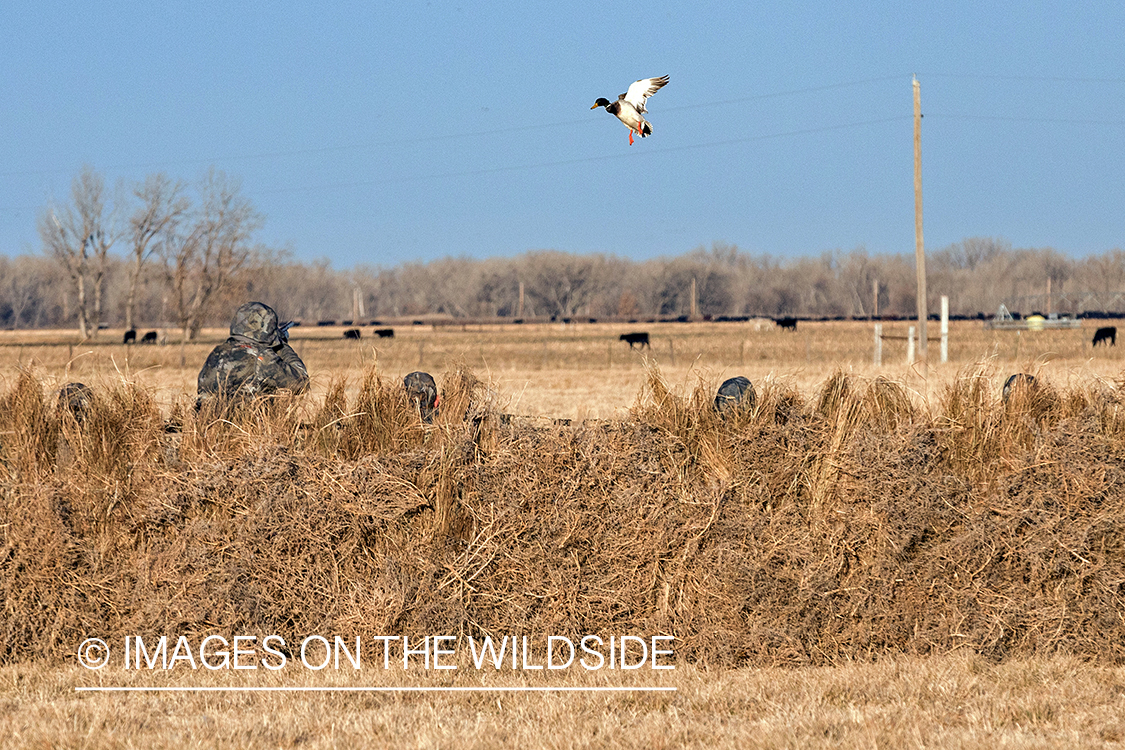 Hunting waterfowl in Nebraska.