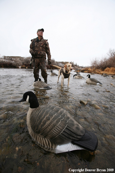 Waterfowl Hunter with Lab