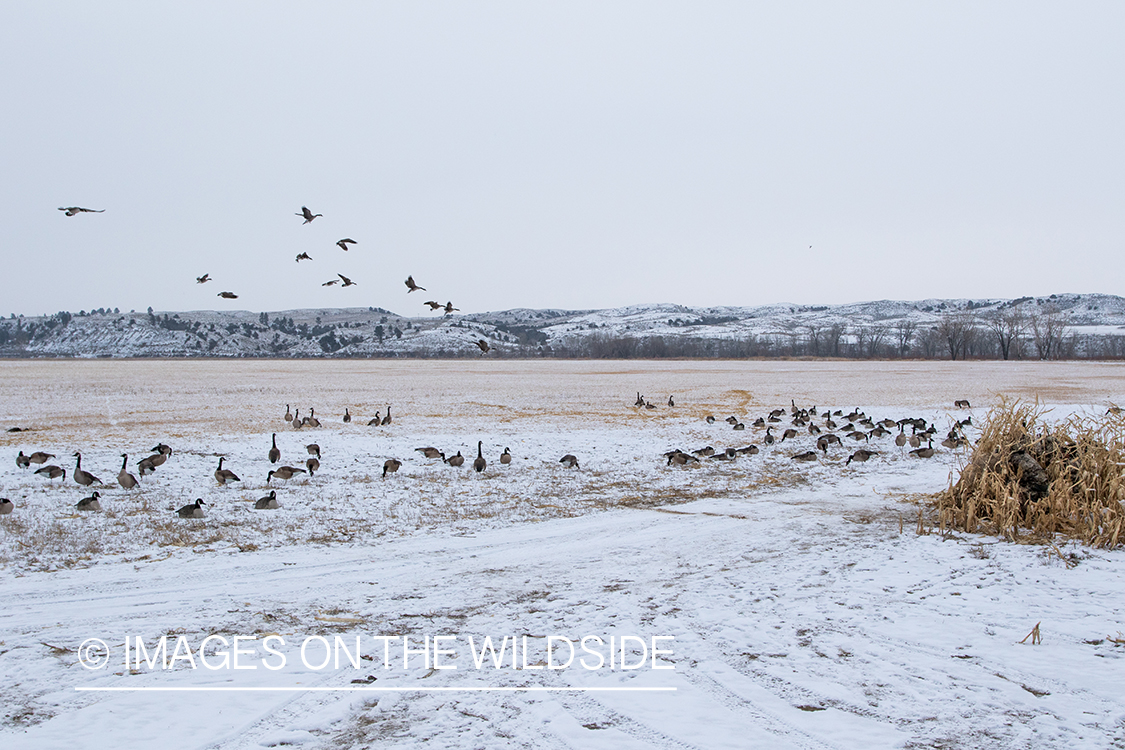 Hunters watching Canada geese land in field with decoys. 