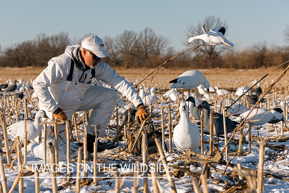 Hunters setting decoys.