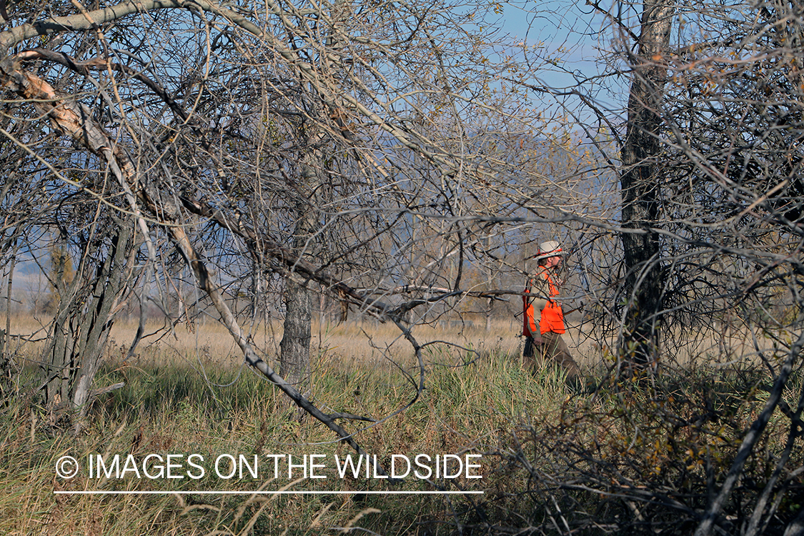 Upland game bird hunter in field.