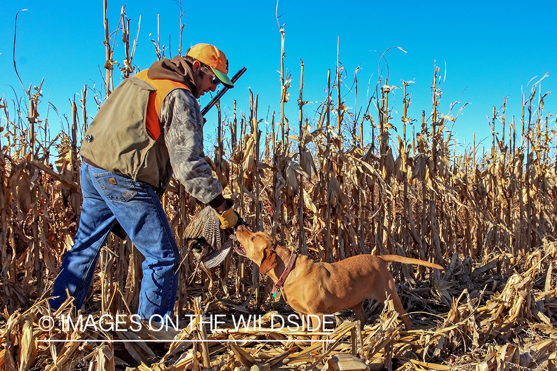 Hunting dog retrieving bagged pheasant.