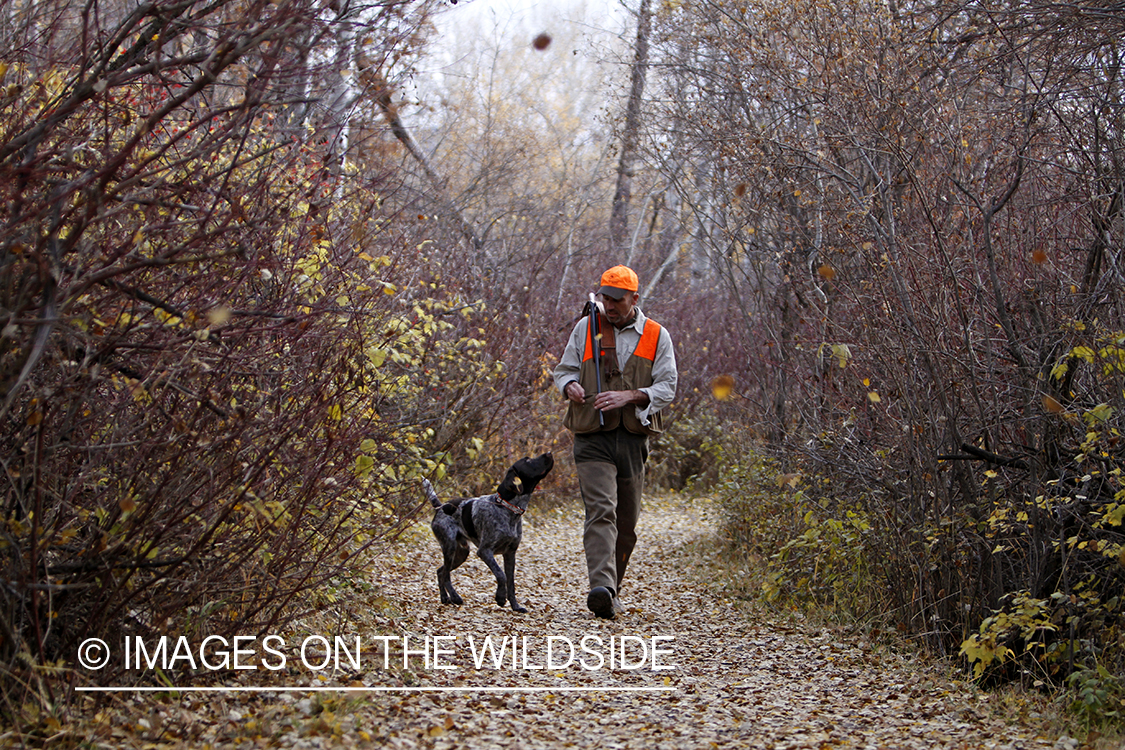 Pheasant hunter in field with Griffon Pointer.