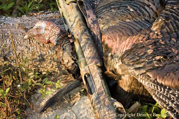 Eastern turkey bagged and lying on ground