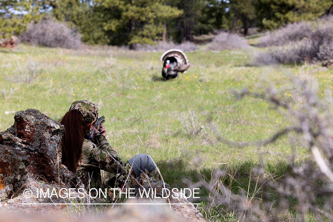 Women hunter aiming at turkey.