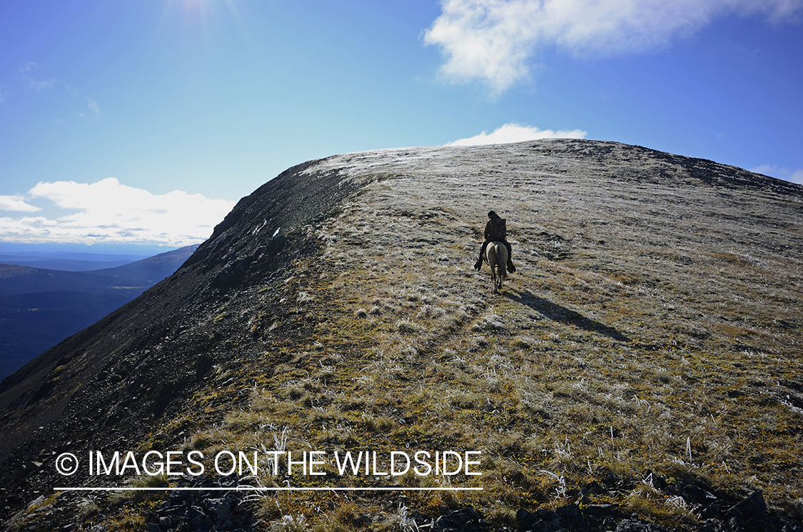 Stone sheep and Mountain goat hunting.