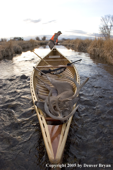 Big game hunter dragging canoe with bagged white-tail deer in bow