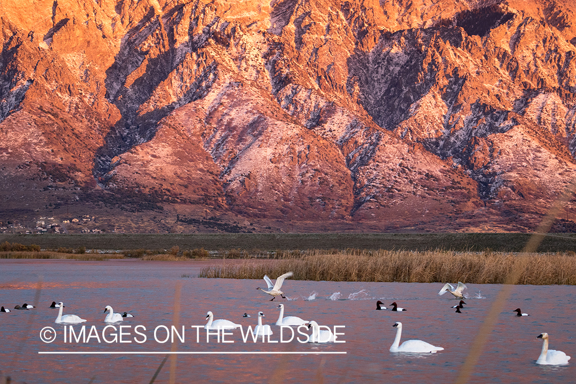 Tundra Swans taking off of water.