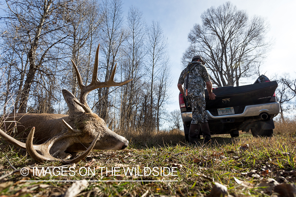 Bow hunter with truck backing up to downed white-tailed deer.