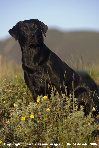 Black Labrador Retriever