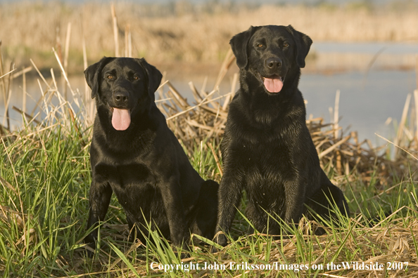 Black Labrador Retrievers