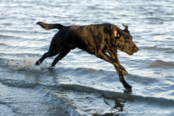 Black Labrador Retriever