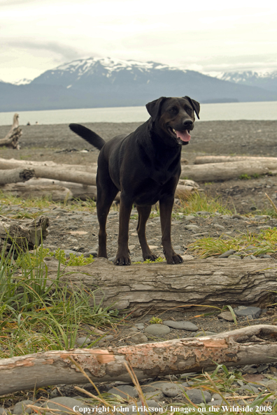 Black Labrador Retriever