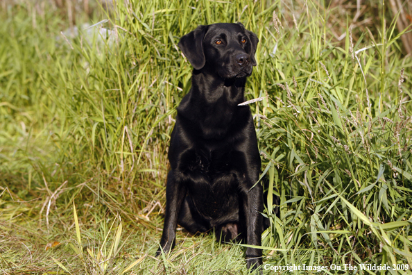 Black Labrador Retriever