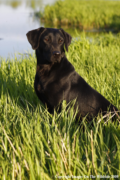 Black Labrador Retriever in field