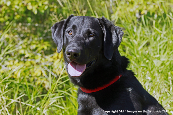 Black Labrador Retriever