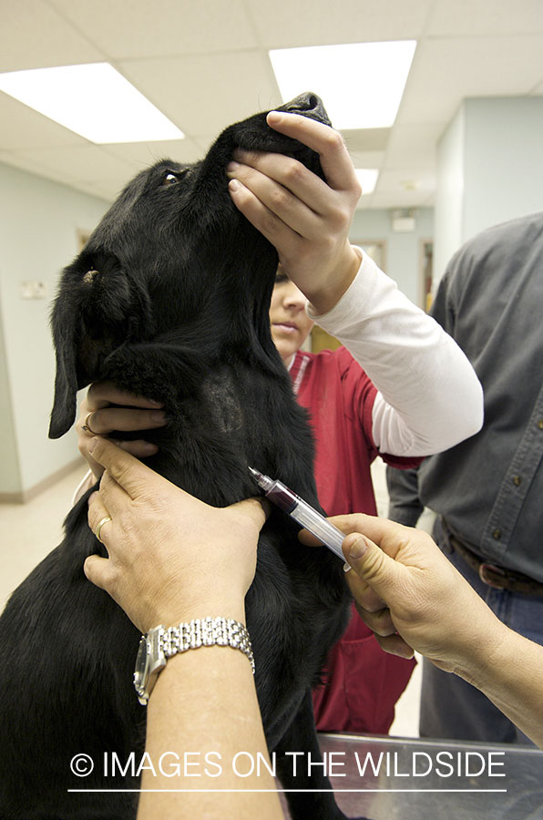 Black labrador retriever at vet with blood being taken.