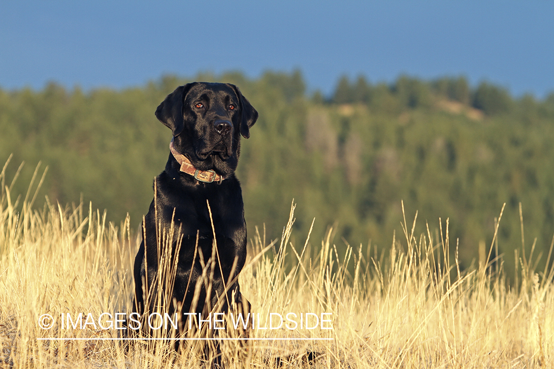 Black Labrador Retriever in field.