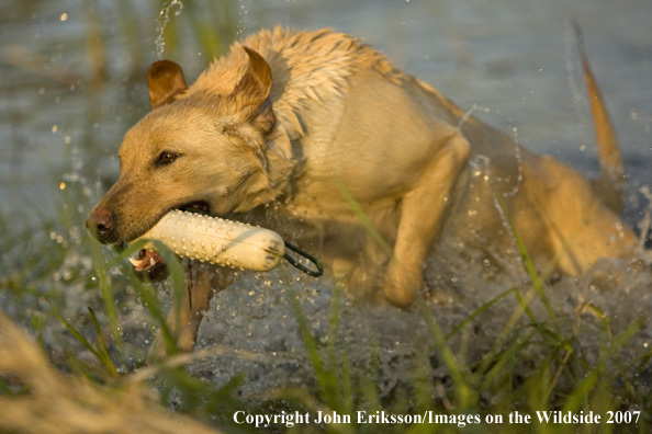 Yellow Labrador Retriever