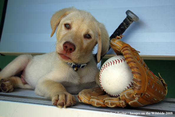 Yellow Labrador Puppy