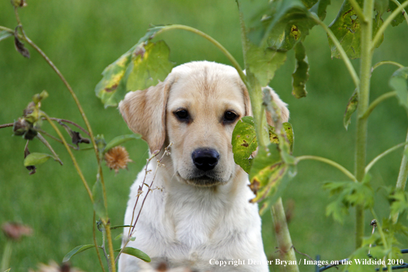 Yellow Labrador Retriever Puppy 