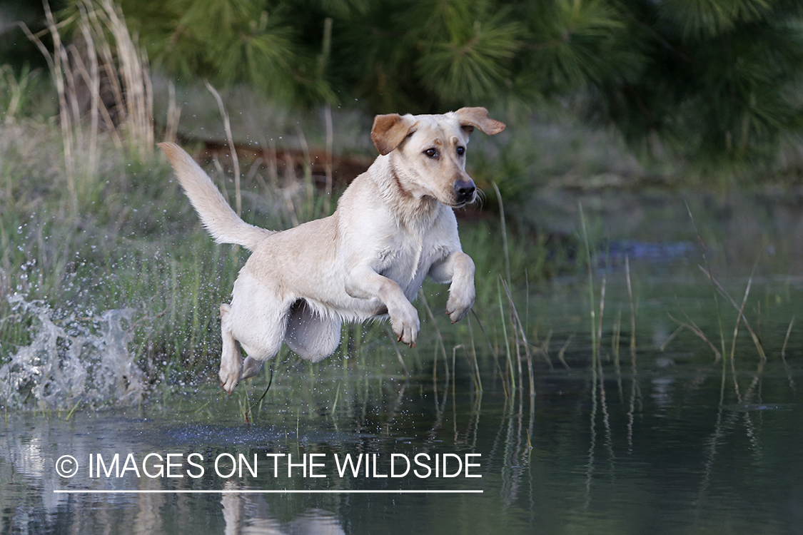 Yellow lab puppy jumping into water.