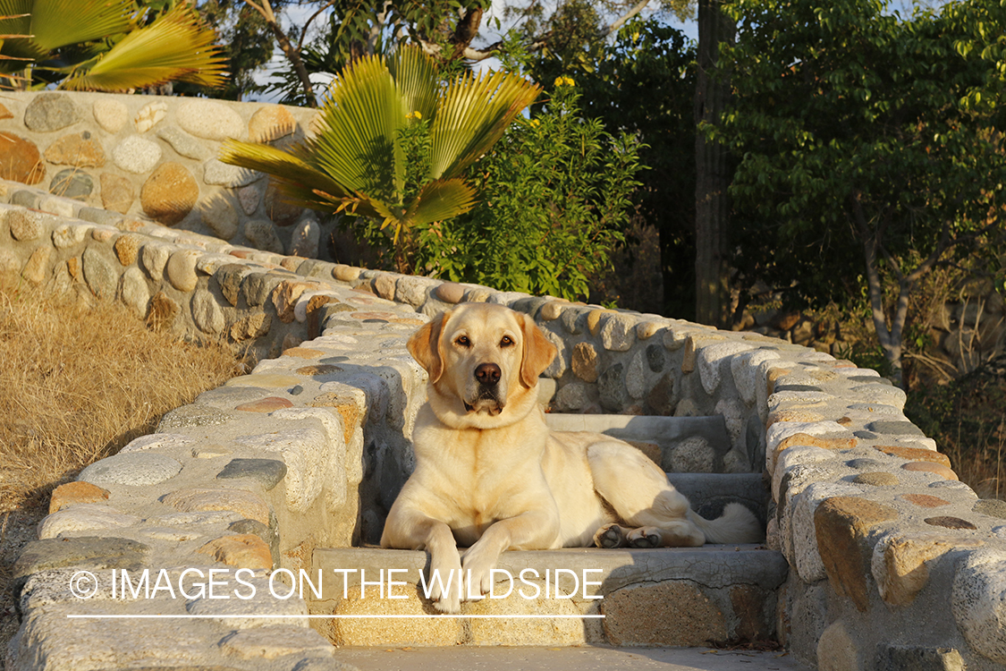 Yellow lab on cobble steps.