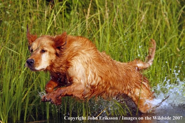 Golden Retriever 