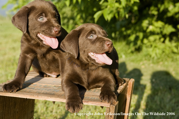 Chocolate Labrador Retriever puppies.