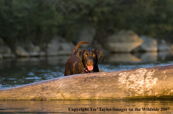 Chocolate labrador