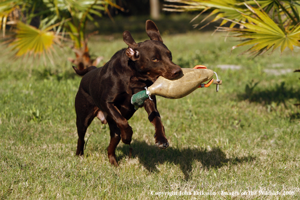 Chocolate Labrador Retriever