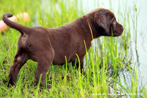 Chocolate Labrador Retriever Puppy