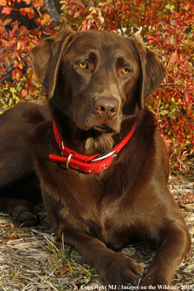 Chocolate Labrador Retriever