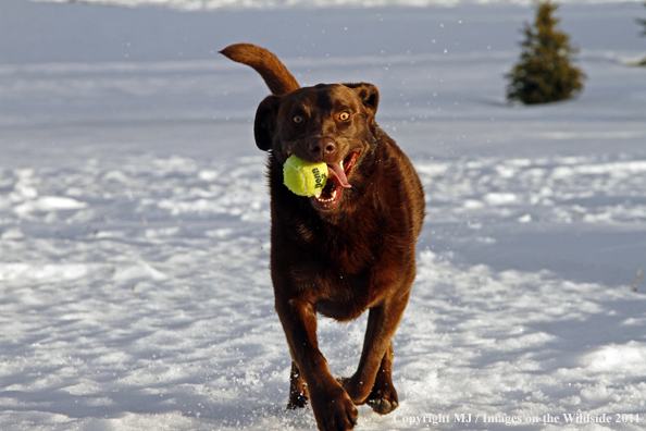 Chocolate Labrador Retriever running in snow