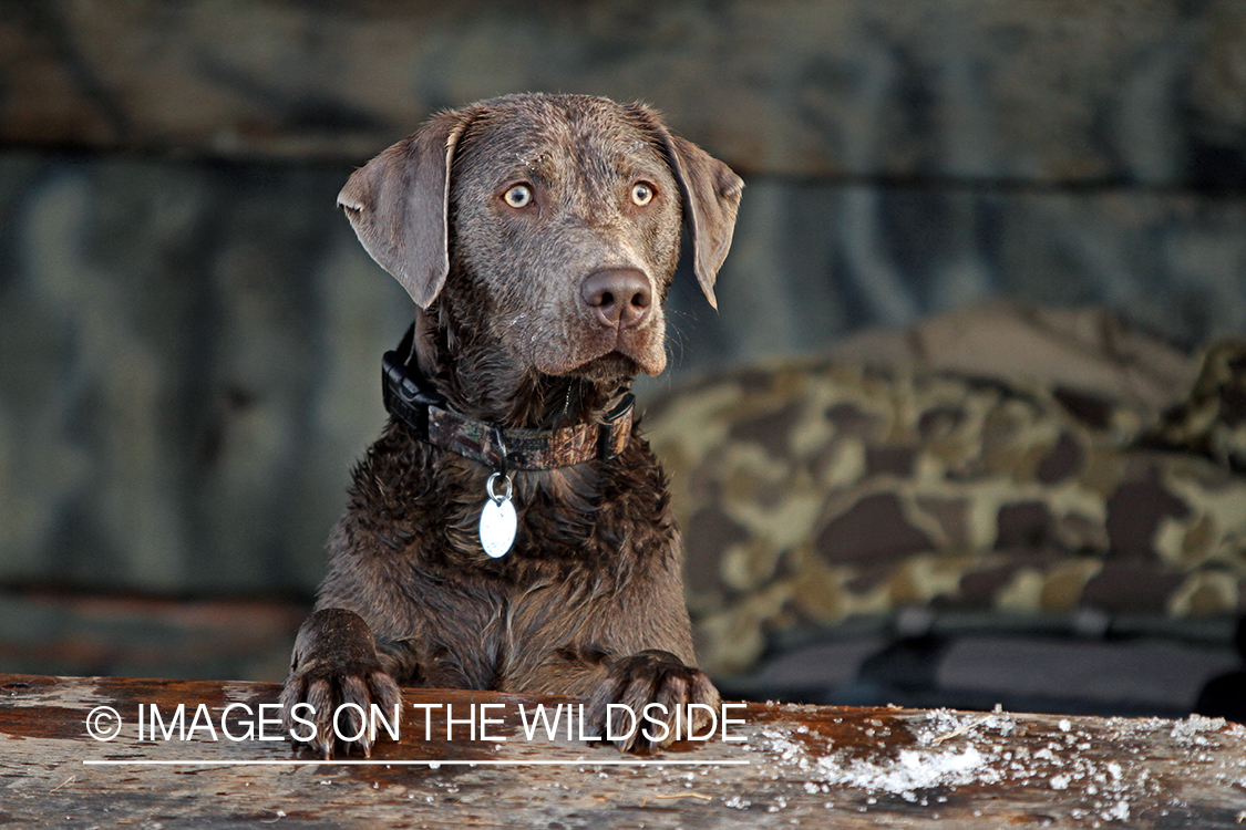 Chocolate (Silver) Labrador Retriever in field.