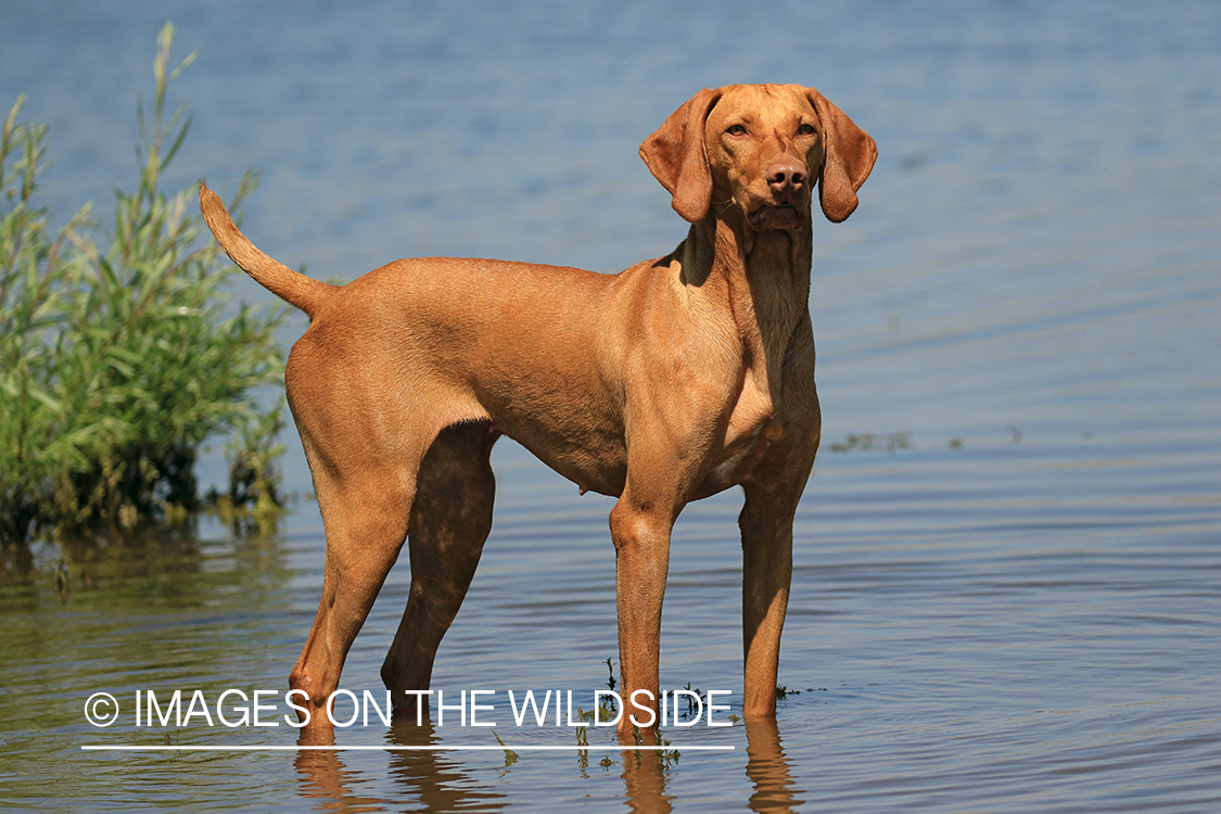 Vizsla standing in water.