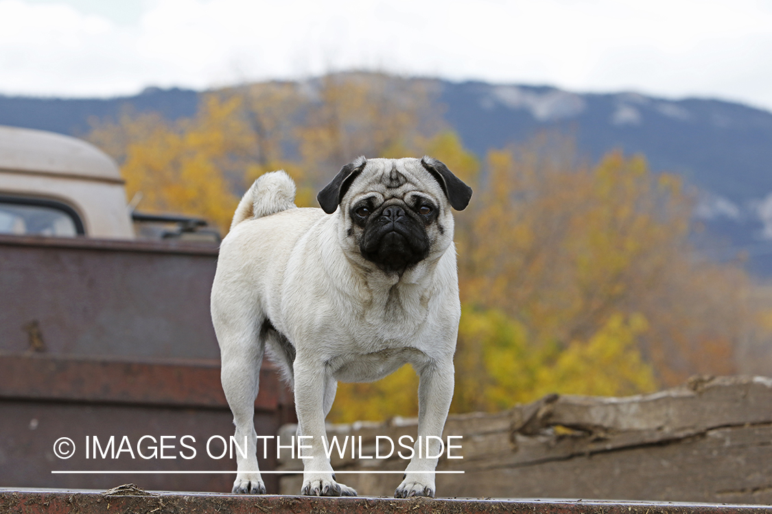 Pug on old International truck.