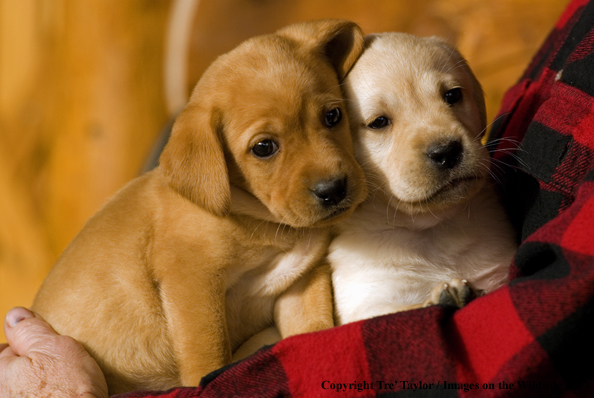 Labrador Puppies