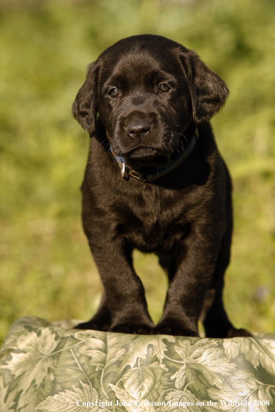 Black Labrador Retriever pup