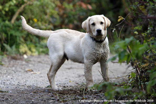 Yellow Labrador Retriever Puppy