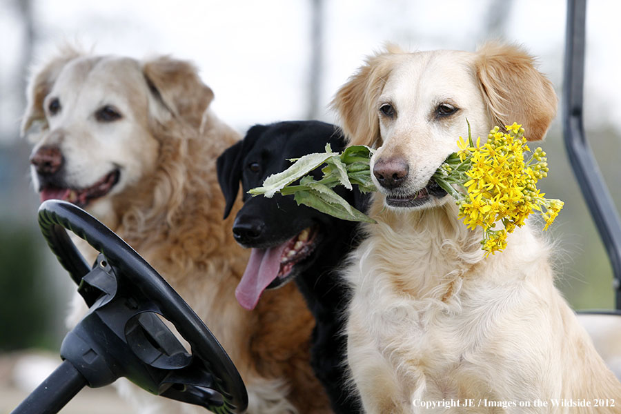 Two golden retreivers and one black lab.