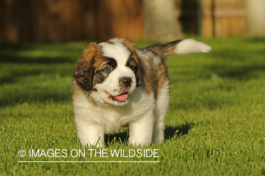 St. Bernard puppy. 