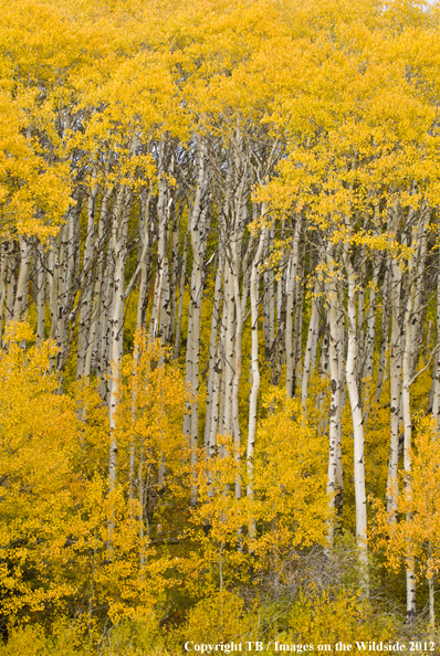 Aspen trees in fall. 