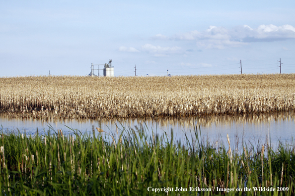 Wetlands near crop fields