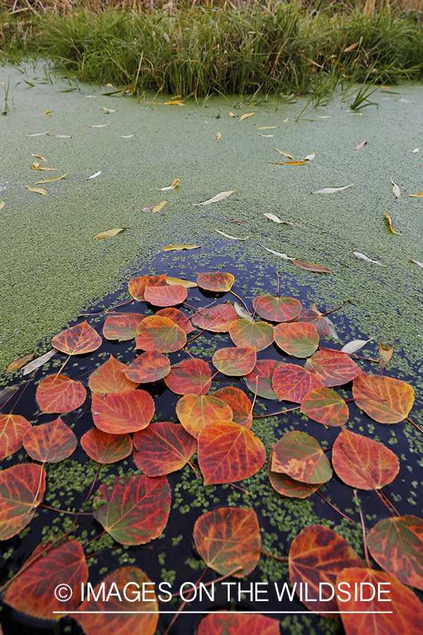 Aspen leaves and duckweed on pond.