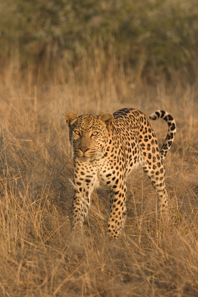 Leopard in habitat. Africa