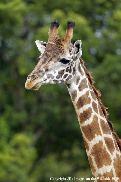 Reticulated Giraffe 